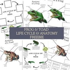 frog and toad life cycle and anatomy worksheet for kids to learn about frogs