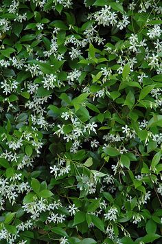 white flowers and green leaves on a bush