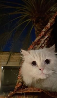 a white cat sitting in a hammock looking at the camera with big blue eyes