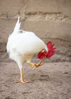 a white chicken with a red comb pecks at something in the dirt near a stone wall