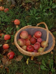 a basket full of apples sitting on the ground