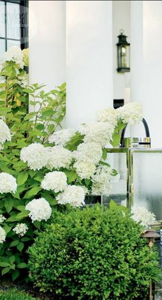 white flowers in front of a house with blue and white vases next to it