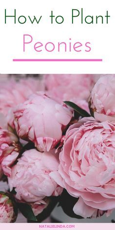 pink peonies with text overlay how to plant peonies