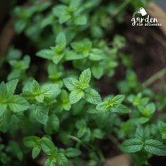 small green plants growing in a potted planter