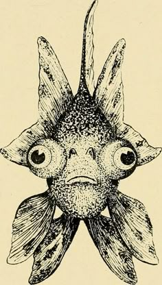 an ink drawing of a fish with big eyes