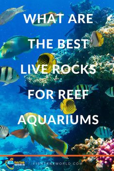 the words what are the best live rocks for reef aquariums? in front of an image of fish