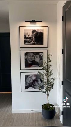 a potted plant sitting in front of pictures on the wall