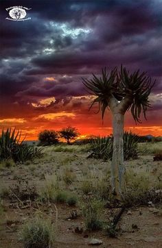 the sun is setting in the distance behind a cactus tree with large leaves on it