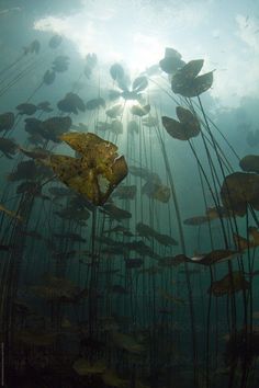 an underwater view of seaweed and other marine life