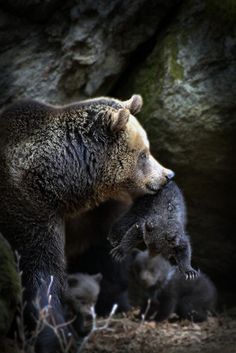 a mother bear and her cubs are in the shade under some large rocks, with their heads touching each other's shoulders