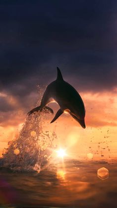 a dolphin jumping out of the water at sunset