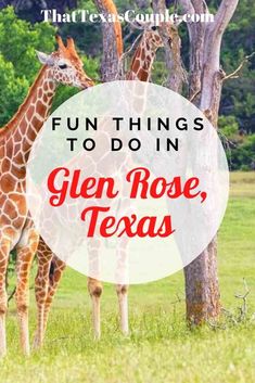 two giraffes standing next to each other with the words fun things to do in glen rose, texas