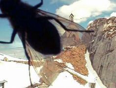 a mosquito flying over a snow covered mountain