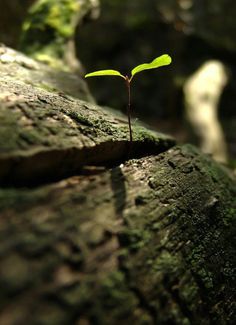 a small plant sprouts from the bark of a tree