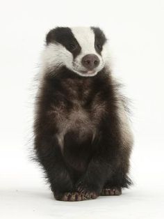 a badger standing on its hind legs with it's head turned to the side