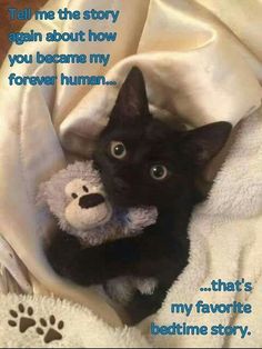 a black kitten laying on top of a bed next to a teddy bear with the caption tell me the story again