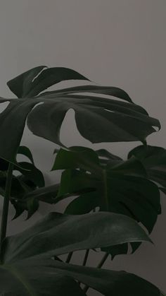 a plant with green leaves in front of a white wall