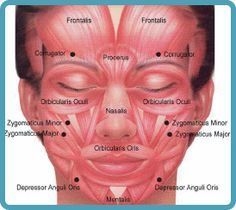 Muscles Of Facial Expression, Madeleine Stowe, Muscles Of The Face, Aesthetic Medicine