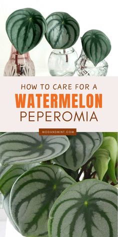 some watermelon plants with text overlay that reads how to care for a watermelon peperoma