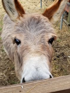 a donkey looking over a fence at the camera with it's nose sticking out