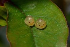 two bugs sitting on top of a green leaf