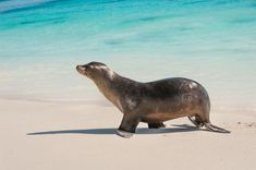 a sea lion walking on the beach with blue water in the backgrounnd