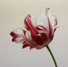 a red and white flower is in a vase