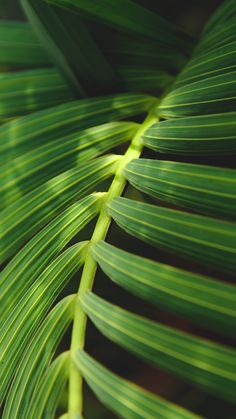 a close up view of the leaves of a palm tree