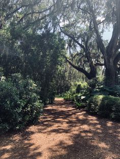 a dirt road surrounded by trees and bushes