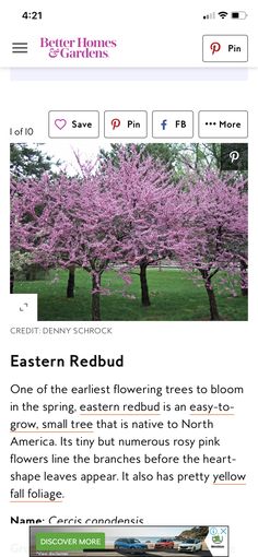 the homepage for eastern redbud's website