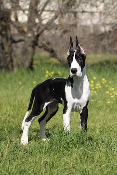 a black and white dog standing on top of a lush green field