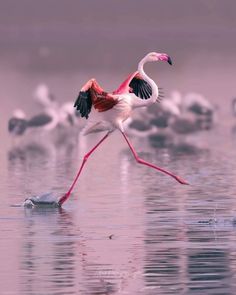 a flamingo is walking in the water with its wings spread