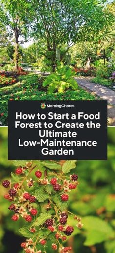 how to start a food forest to ultimate the low - maintenance garden, by person