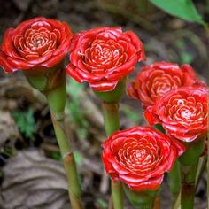 three red flowers that are in the dirt