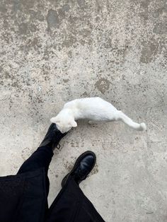 a white cat laying on the ground next to someone's feet wearing black shoes