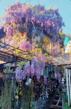 purple flowers growing on the side of a building with stairs leading up to it's roof