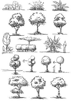 various types of trees and shrubs drawn in black ink on white paper, each with different shapes