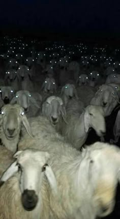 a herd of sheep standing next to each other