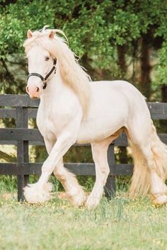 a white horse galloping in front of a wooden fence