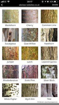 an image of different types of trees in the forest, with names and pictures on them