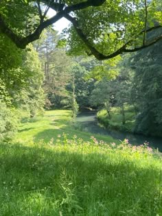 a river running through a lush green forest filled with lots of trees and grass covered ground