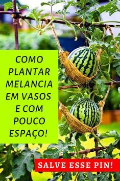 some watermelons are growing on a tree with green leaves and the words save ese pin