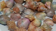 several seashells are shown on a plate