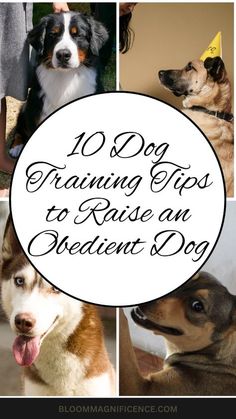 the top ten dog training tips to raise an excellent dog for their owner's attention