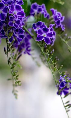 purple flowers with green leaves in the foreground and blurry backround background