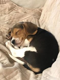 a small dog sleeping on top of a bed