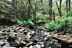 a stream running through a forest filled with lots of rocks