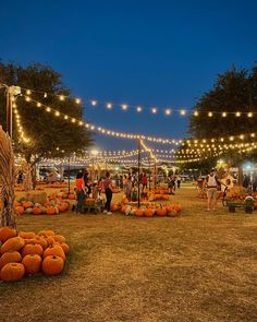 an outdoor event with pumpkins and string lights