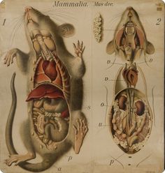 an old medical chart shows the human body and its organ systems, as well as a rat