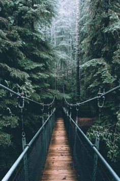 a suspension bridge in the middle of a forest